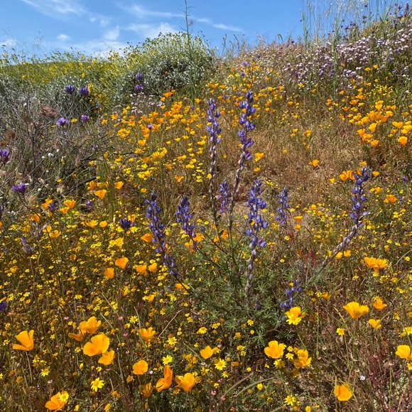Meet your Posher, Mariko - Picture 1 of 1